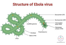 Woman From Uganda Diagnosed With Ebola Virus In Abuja- Health Minister, Ali Pate